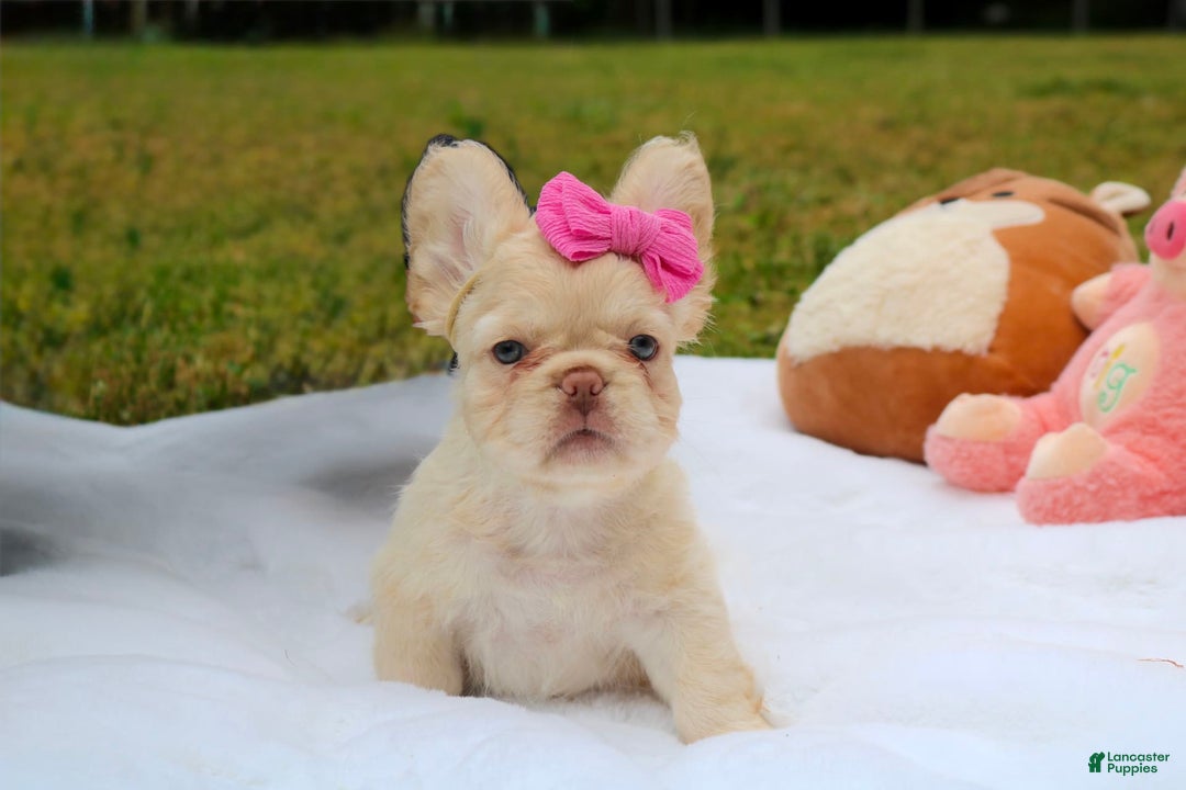 French Bulldog dogs for sale: Snow - Image 6