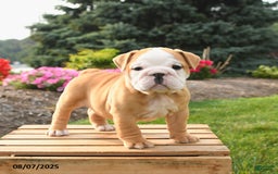 English Bulldog dogs for sale: Clementine - Image 5