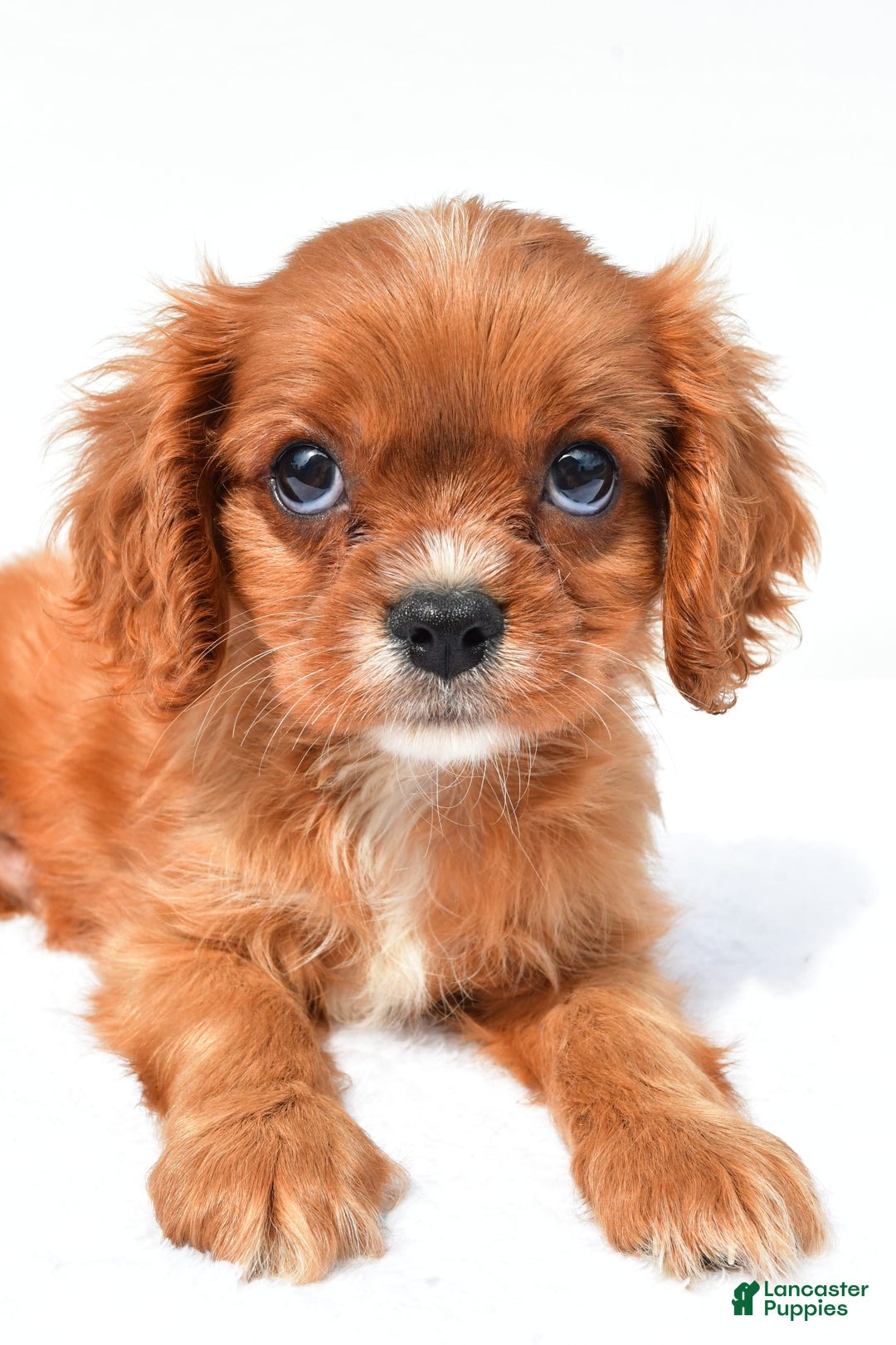 Cavalier King Charles Spaniel dogs for sale: Turbo - Image 7