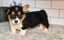 Welsh Corgi Pembroke dogs for sale: Maranda - Image 5