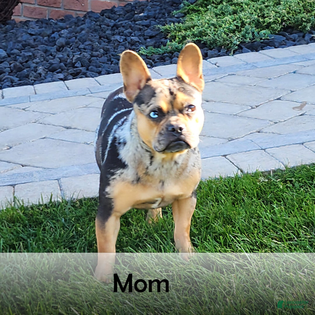 French Bulldog dogs for sale: Carrie - Image 15