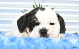 Beabull dogs for sale: Iris - Image 7
