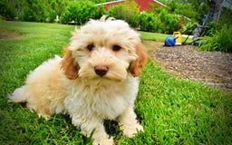 Havapoo dogs for sale: Reggie - Image 5