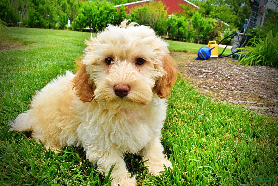 Havapoo dogs for sale: Reggie - Image 5