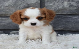 Cavalier King Charles Spaniel dogs for sale: Buddy - Image 4