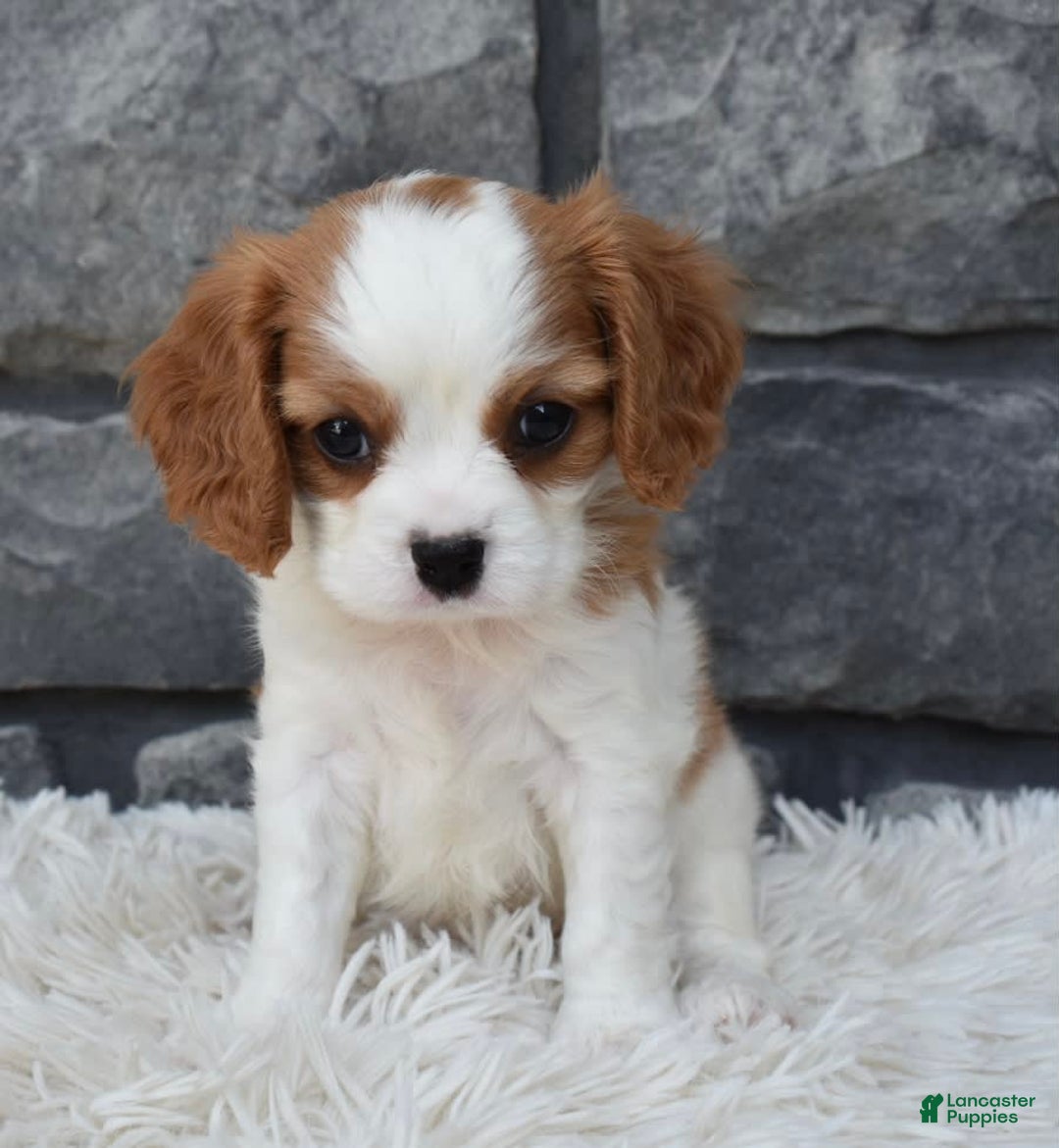 Cavalier King Charles Spaniel dogs for sale: Buddy - Image 4