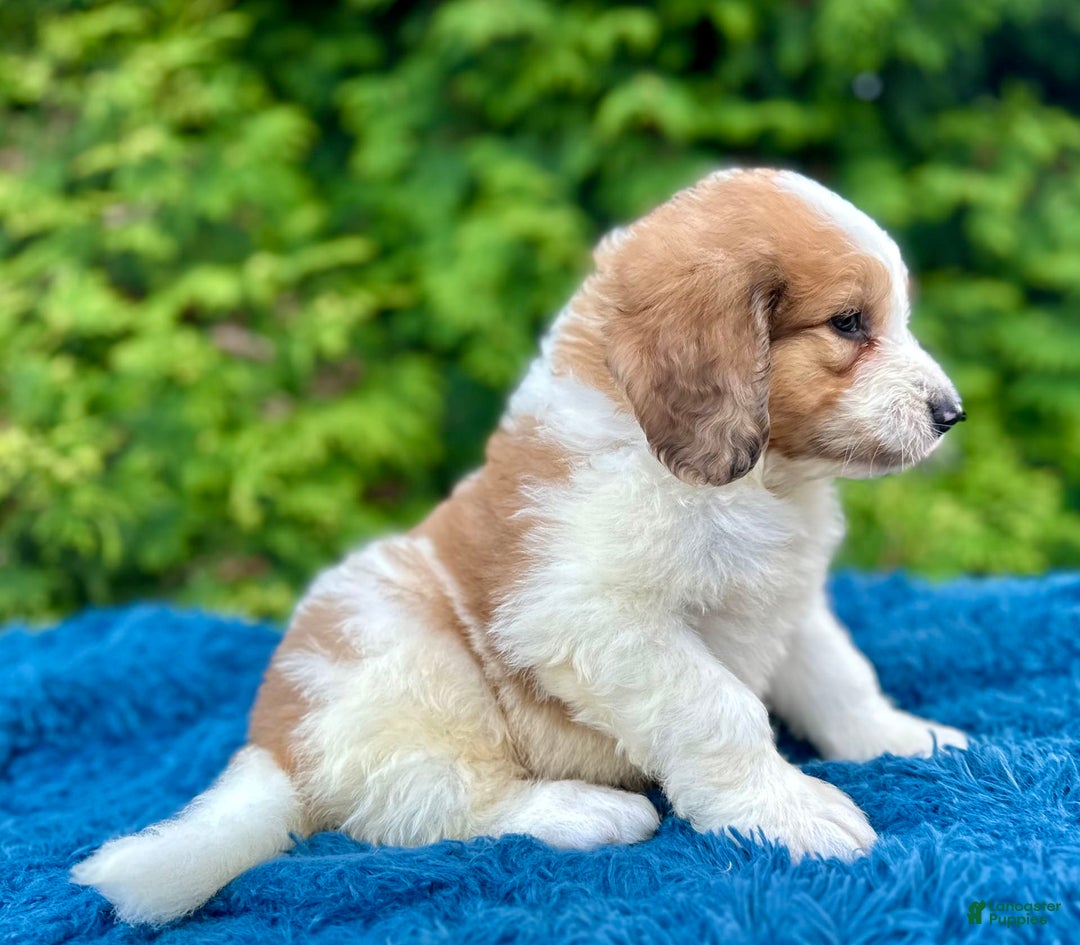 Saint Berdoodles dogs for sale: Biscuit - Image 3