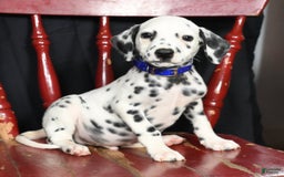 Dalmatian dogs for sale: Pepper - Image 9