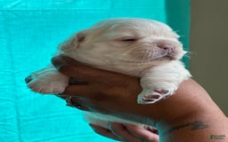French Bulldog dogs for sale: Pynk - Image 4