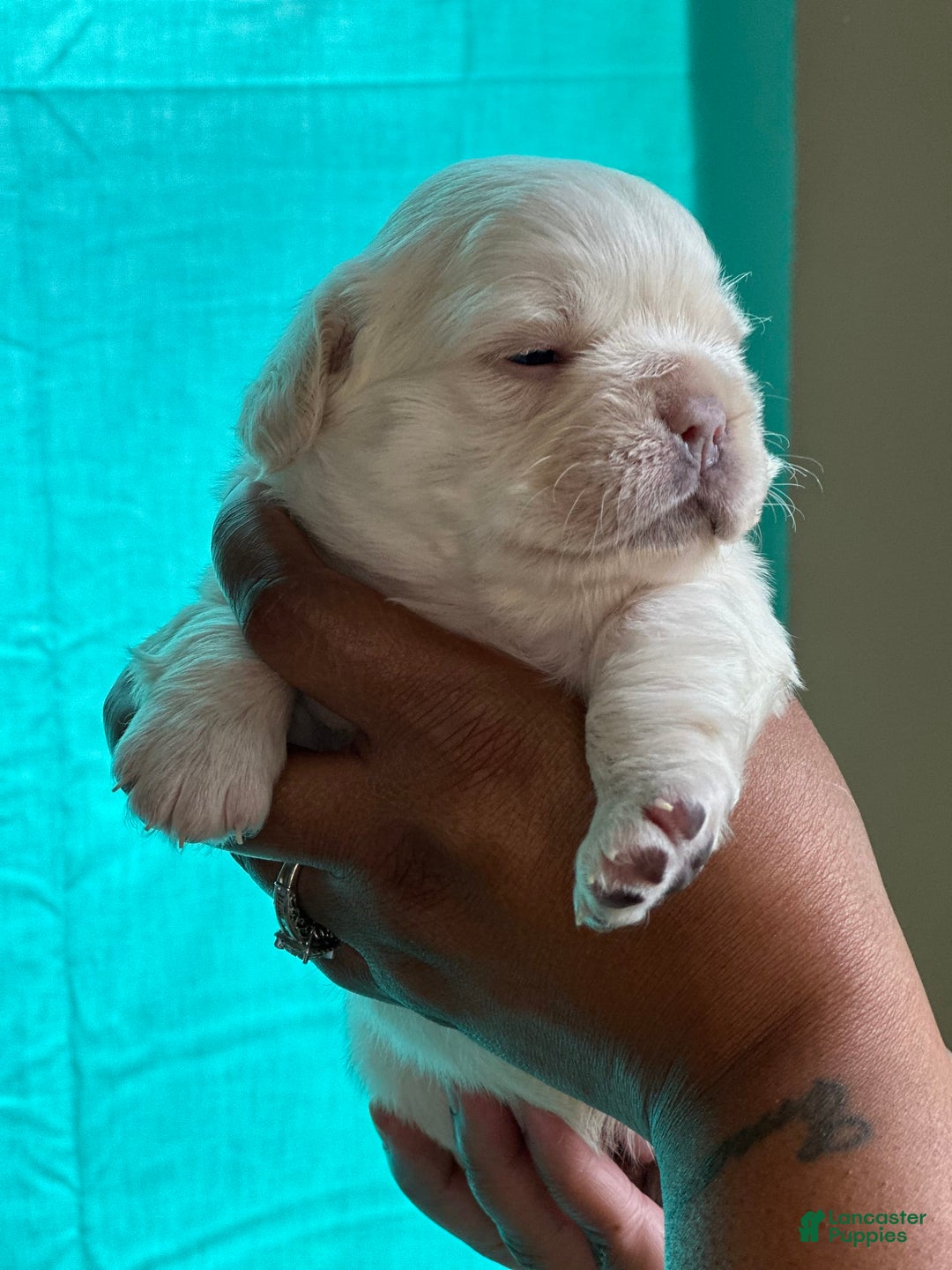 French Bulldog dogs for sale: Pynk - Image 4