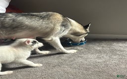 Siberian Husky dogs for sale: Baby A - Image 1