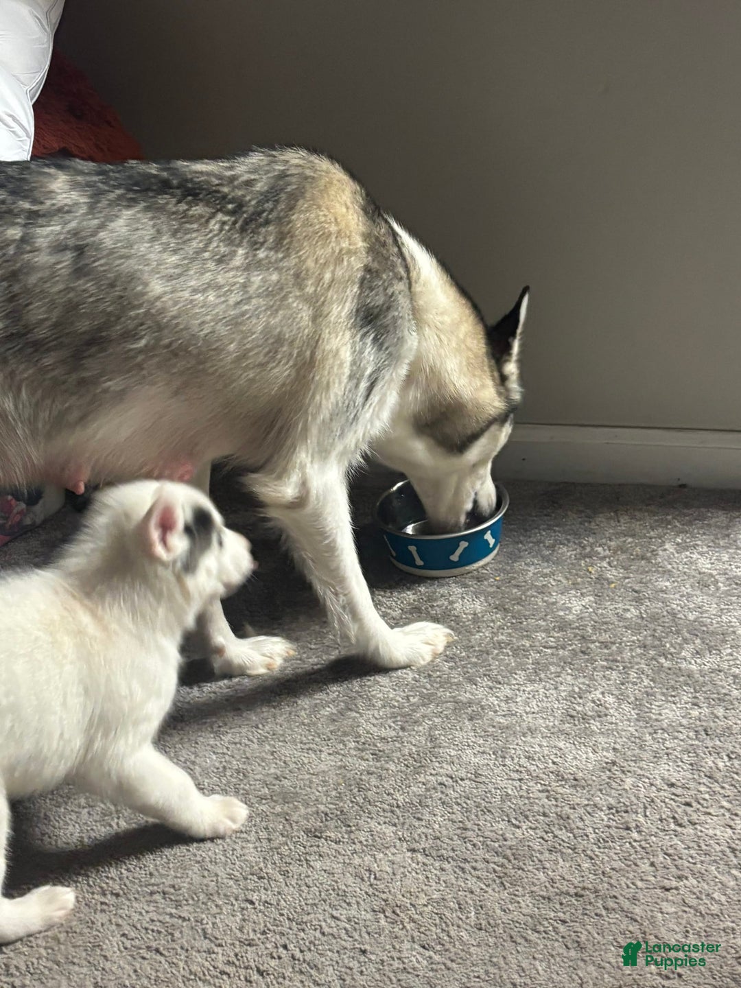 Siberian Husky dogs for sale: Baby A - Image 1