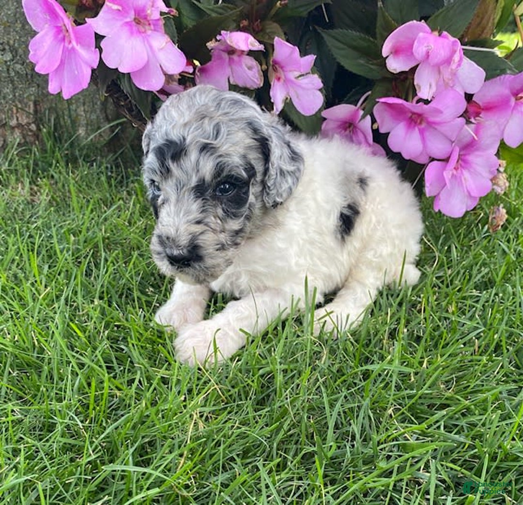 Standard Poodle dogs for sale: Ross - Image 4