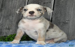 Beabull dogs for sale: Kelly - Image 6