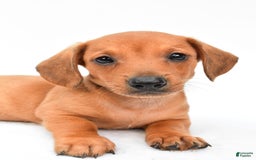Miniature Dachshund dogs for sale: Jingle - Image 6