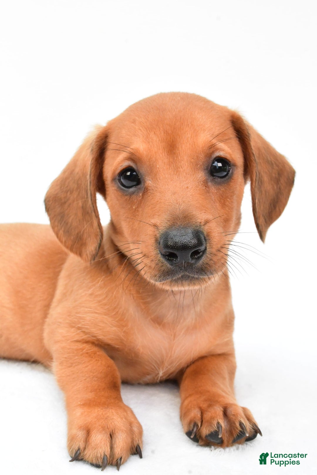 Miniature Dachshund dogs for sale: Jingle - Image 6