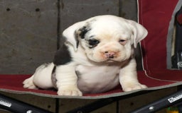 Beabull dogs for sale: Sunny - Image 6