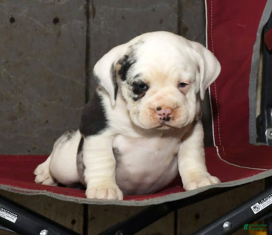 Beabull dogs for sale: Sunny - Image 6