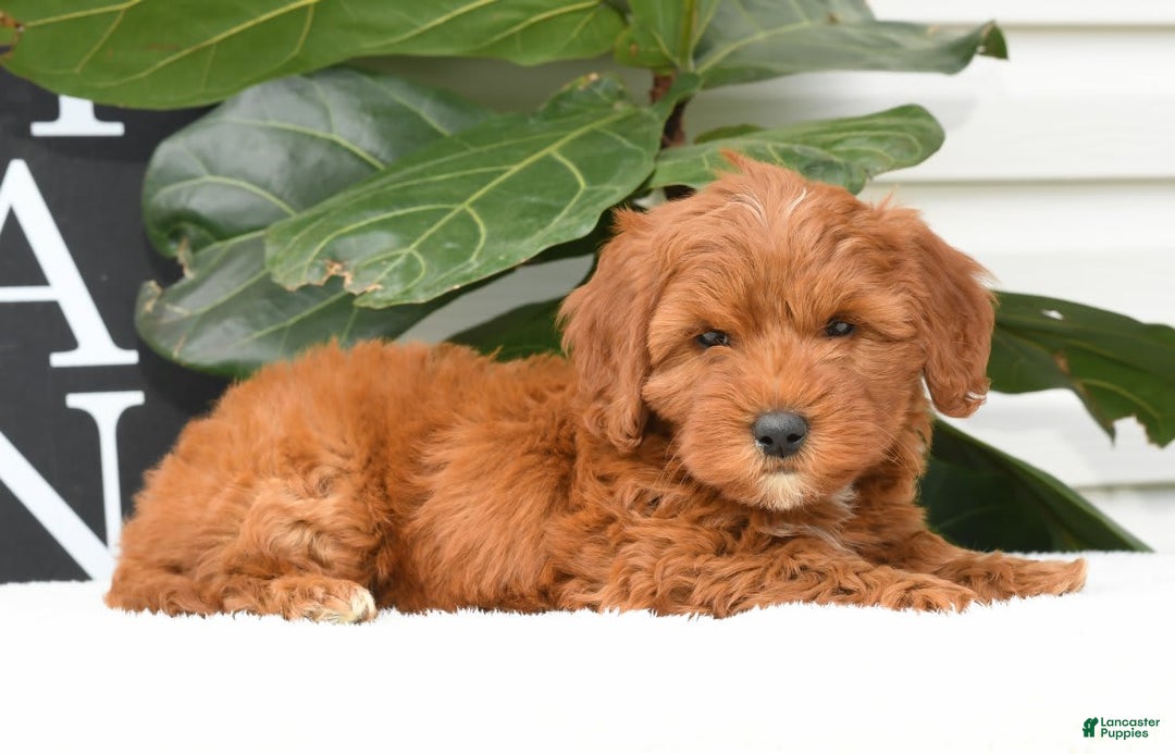 Mini Goldendoodle dogs for sale: Natasha - Image 13
