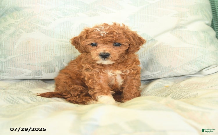 Miniature Poodle dogs for sale - Ad 5
