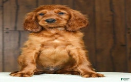 Irish Setter dogs for sale: Marley - Image 8