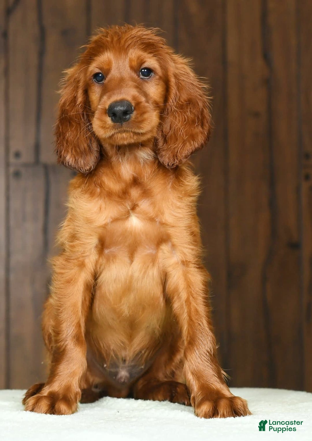 Irish Setter dogs for sale: Marley - Image 8