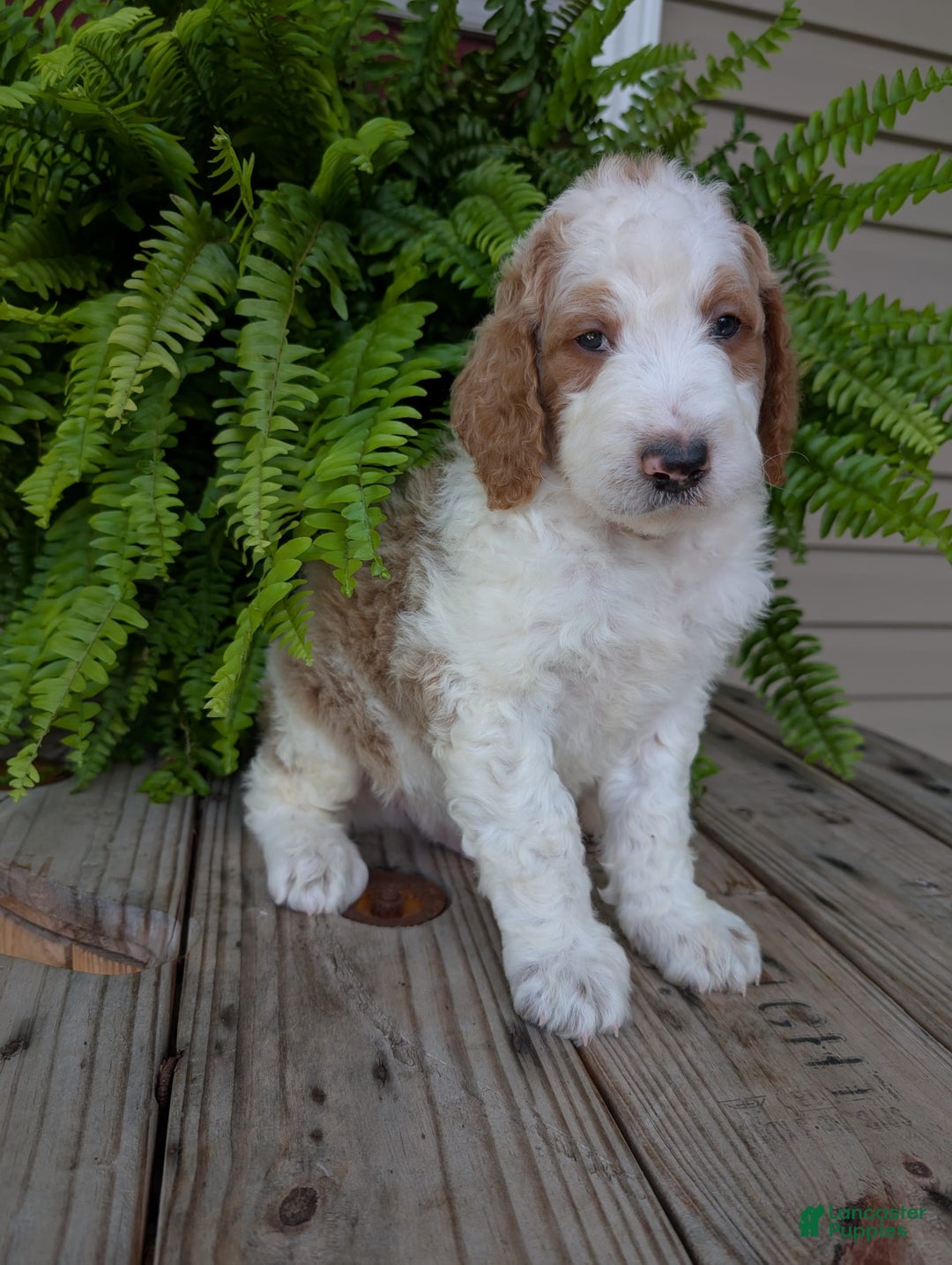 Goldendoodle dogs for sale: Ace - Image 17