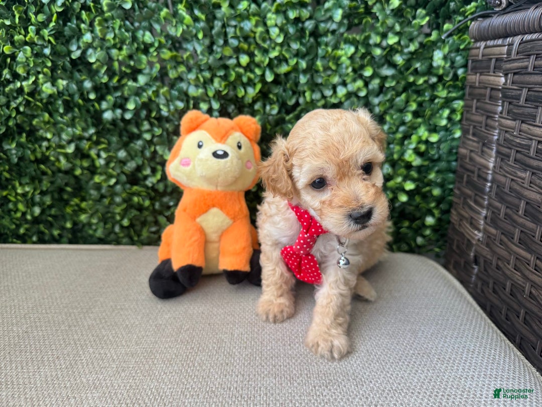Toy Poodle dogs for sale: Nala - Image 6