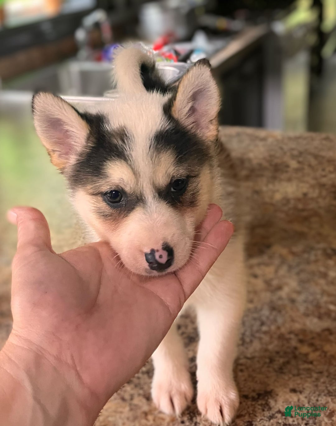 Pomsky dogs for sale: Sweet Rain - Image 19