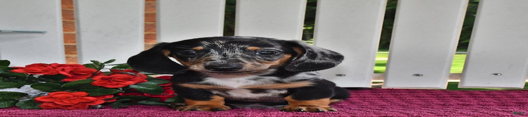 Oscar