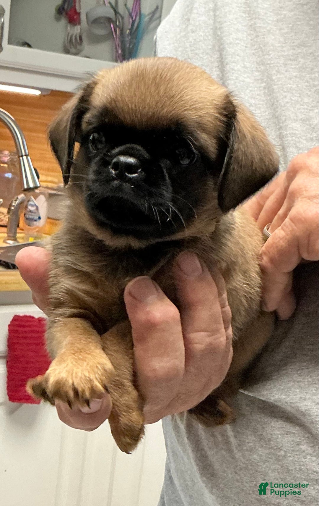 Brussels Griffon dogs for sale: Norma Jean - Image 1