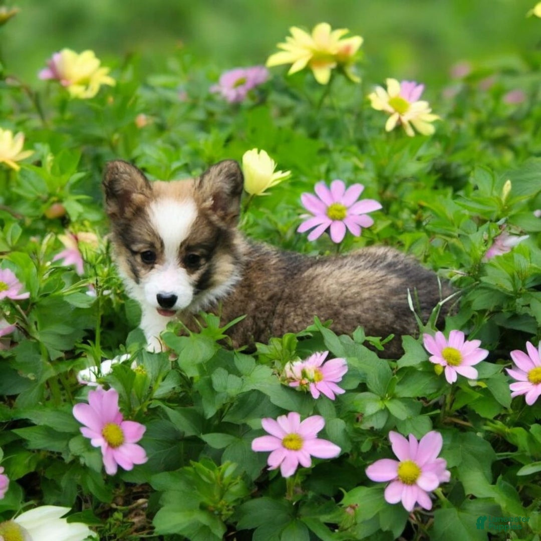 Welsh Corgi Pembroke dogs for sale: Tink Fluffy - Image 11