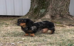 Miniature Dachshund dogs for sale: Teddy - Image 4