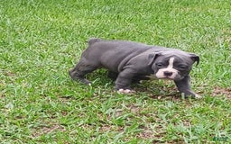 Olde English Bulldogge dogs for sale: Mack - Image 1