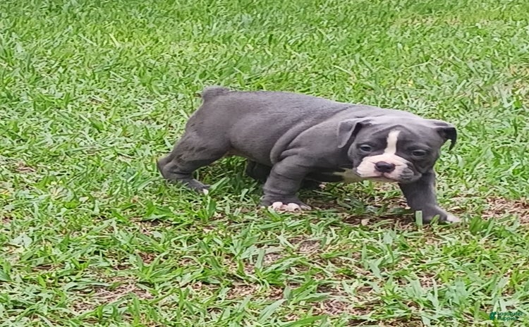 Olde English Bulldogge dogs for sale - Ad 1