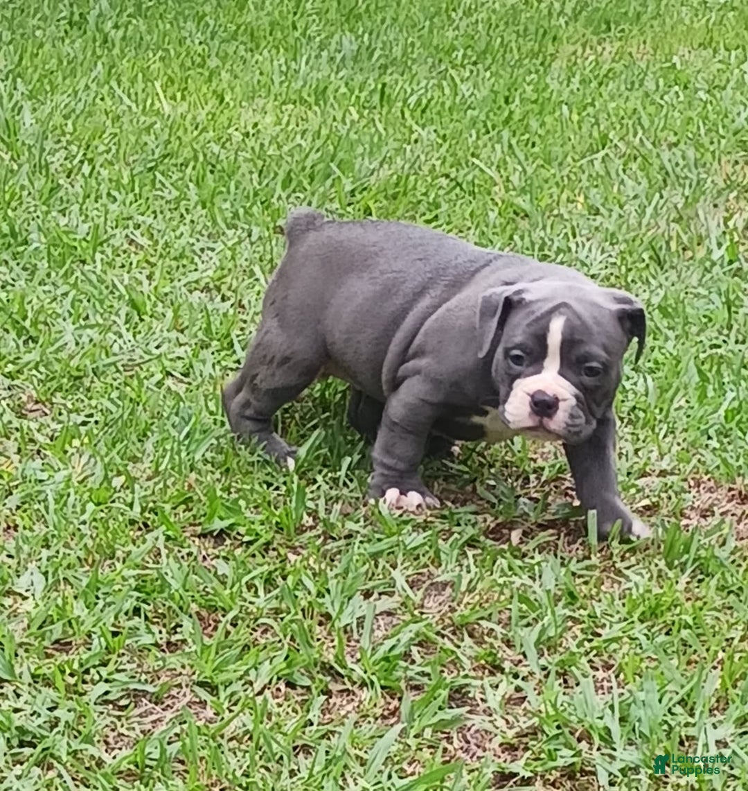 Olde English Bulldogge dogs for sale: Mack - Image 1