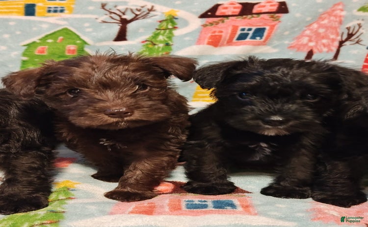 Miniature Schnauzer dogs for sale - Ad 3