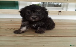 Havapoo dogs for sale: Benji - Image 4
