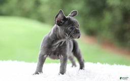 French Bulldog dogs for sale: Violet - Image 11