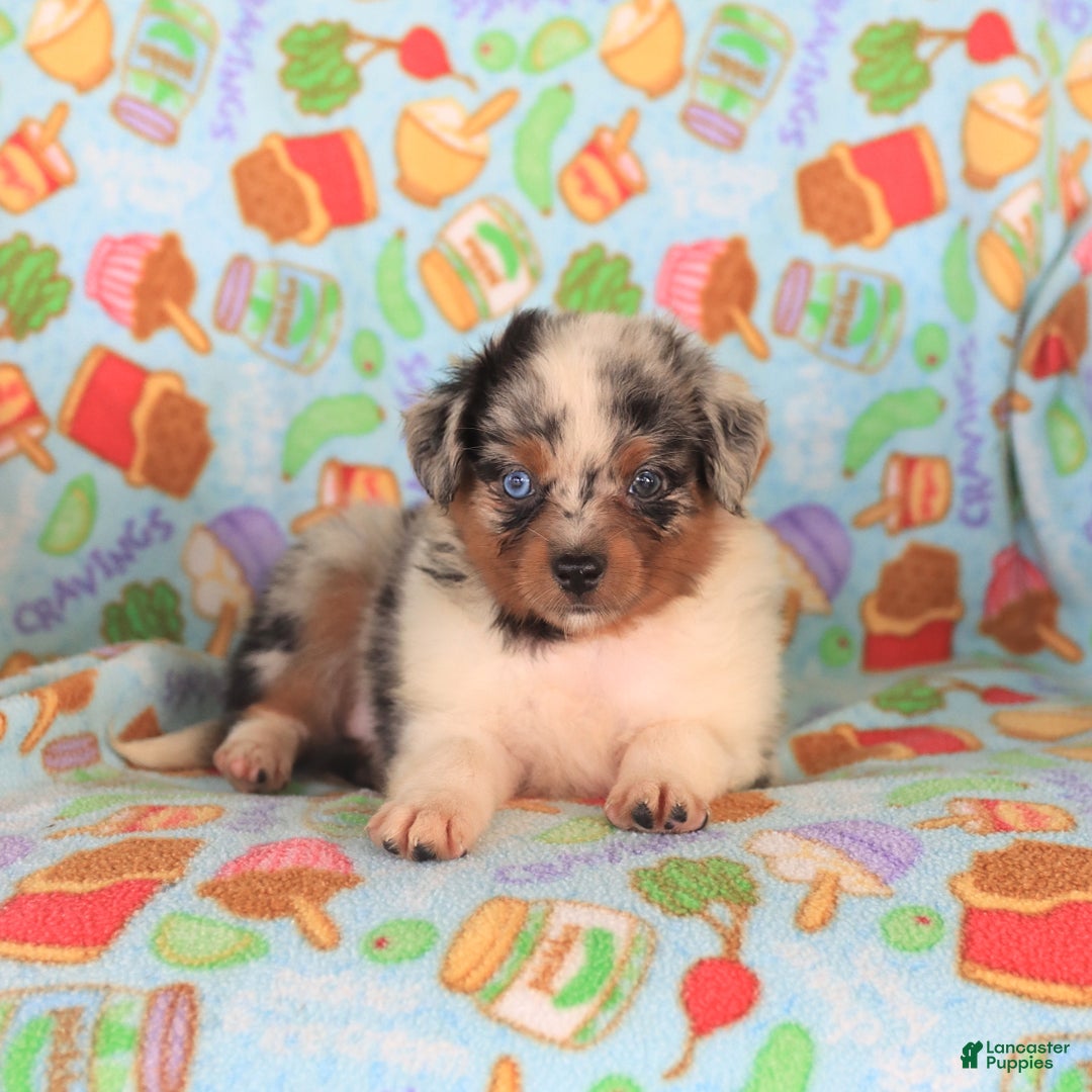  dogs for sale: Oreo - Image 4