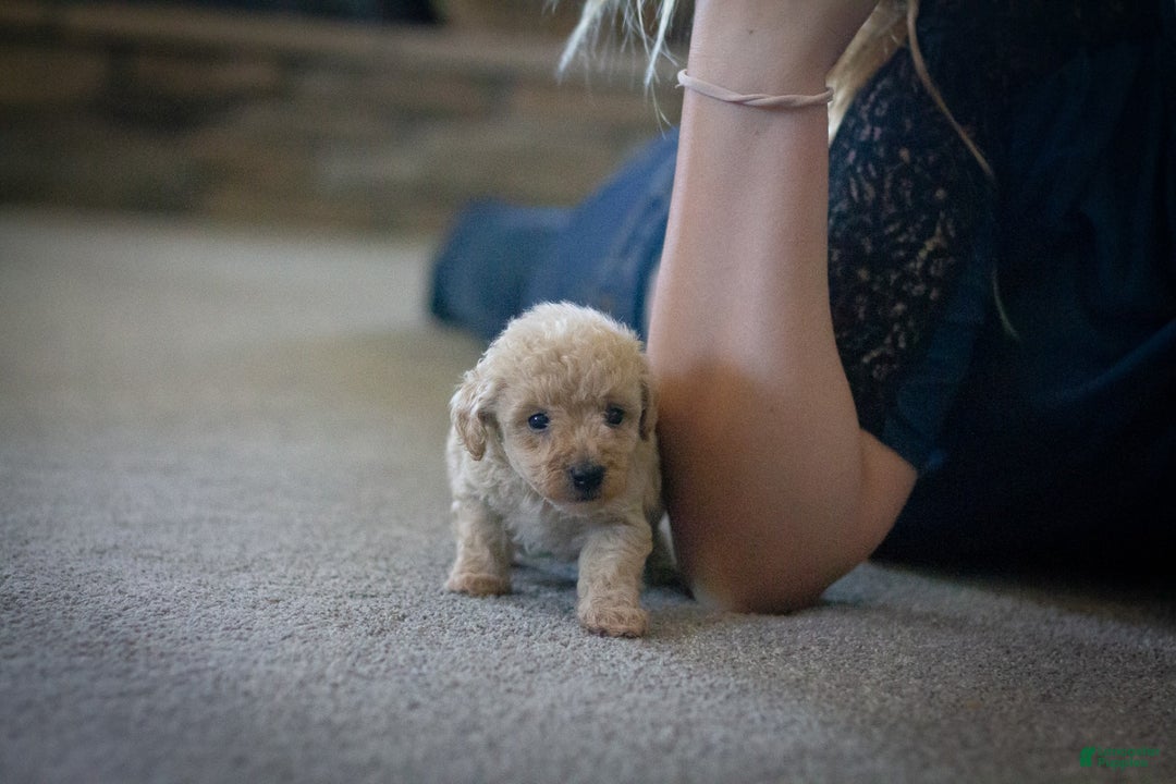 Miniature Poodle dogs for sale: Buddy - Image 6