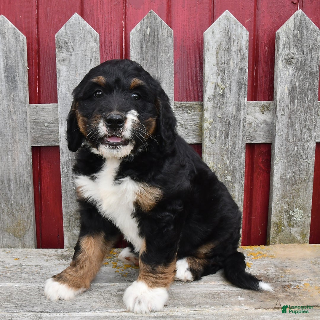 Bernedoodle dogs for sale: Kyla - Image 1