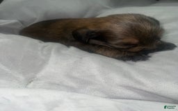 Yorkiepoo dogs for sale: Coco - Image 2
