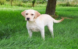 Labrador Retriever dogs for sale: Bird - Image 1