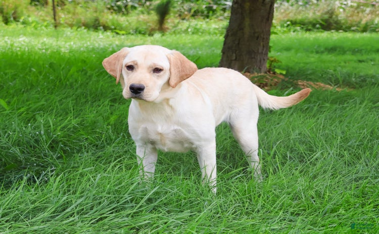 Labrador Retriever dogs for sale - Ad 3