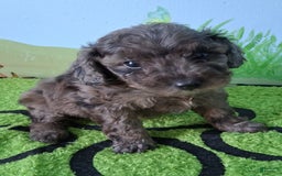 Mini Aussiedoodle dogs for sale: Basil - Image 5