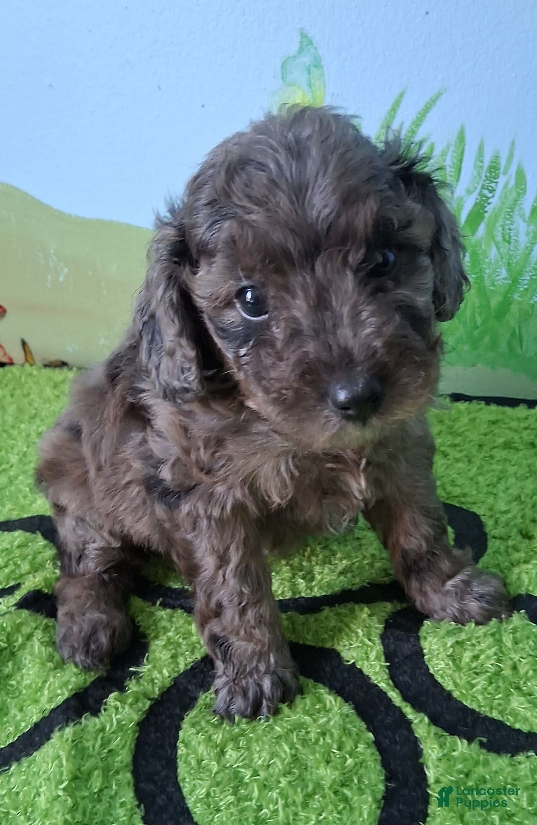 Mini Aussiedoodle dogs for sale: Basil - Image 5