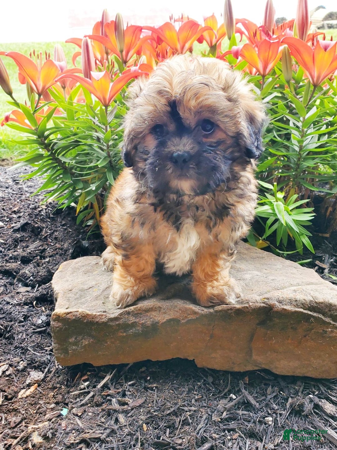 Teddy Bear dogs for sale: Daisy - Image 2