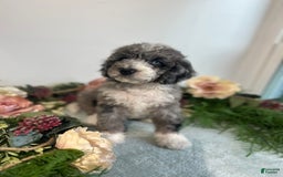 Mini Bernedoodle dogs for sale: Rune - Image 1