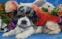 Cocker Spaniel dogs for sale: Tuckerbluetanpartimerlespeckleblueeyecockerpup - Image 15